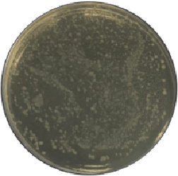 図：歯周病菌（ジンジバリス菌）に対する抗菌活性の実験結果 L8020乳酸菌SD末添加なし