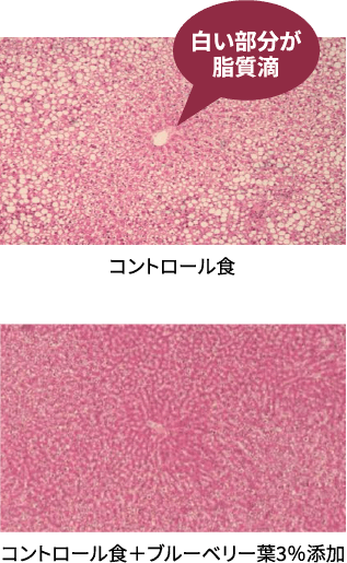 図：肝臓切片に占める脂質滴の顕著な低下を示す画像
