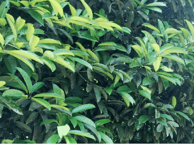 画像：カオバン茶の木