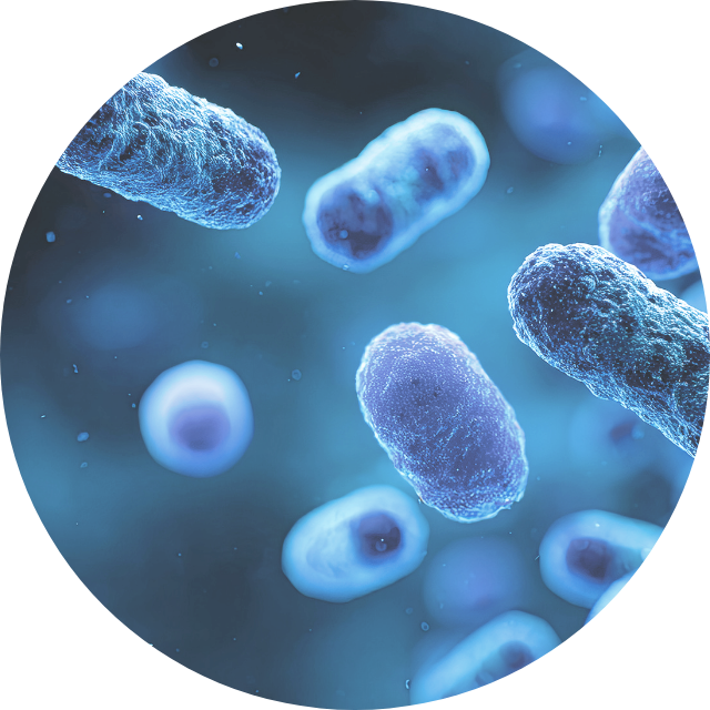 ダイエット菌（DC-15菌）