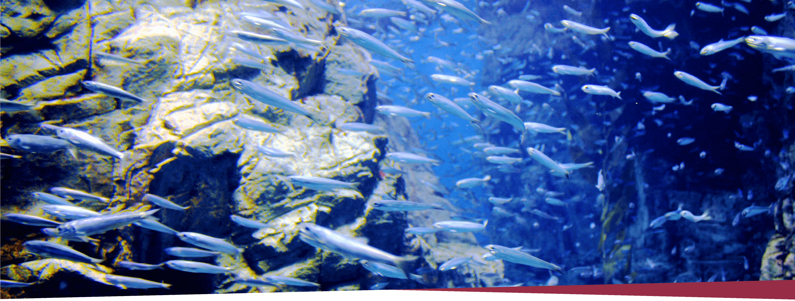画像：EPAを含有する魚