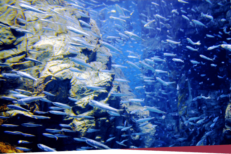 画像：EPAを含有する魚