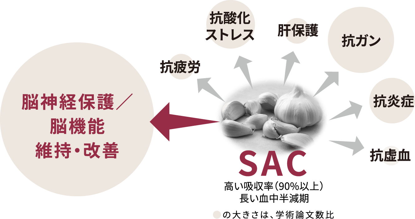 画像：脳神経保護/脳機能の維持・改善におけるsacの効果 抗疲労 抗酸化ストレス 肝保護 抗ガン 抗炎症 抗虚血